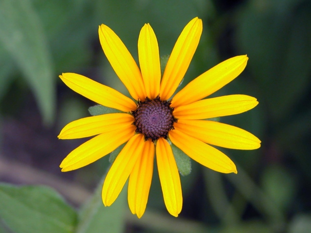 Fondo de pantalla Bright Yellow Flower 640x480