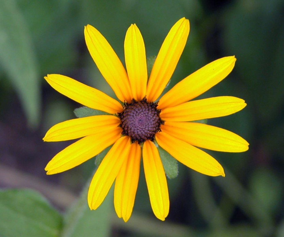 Bright Yellow Flower screenshot #1 960x800