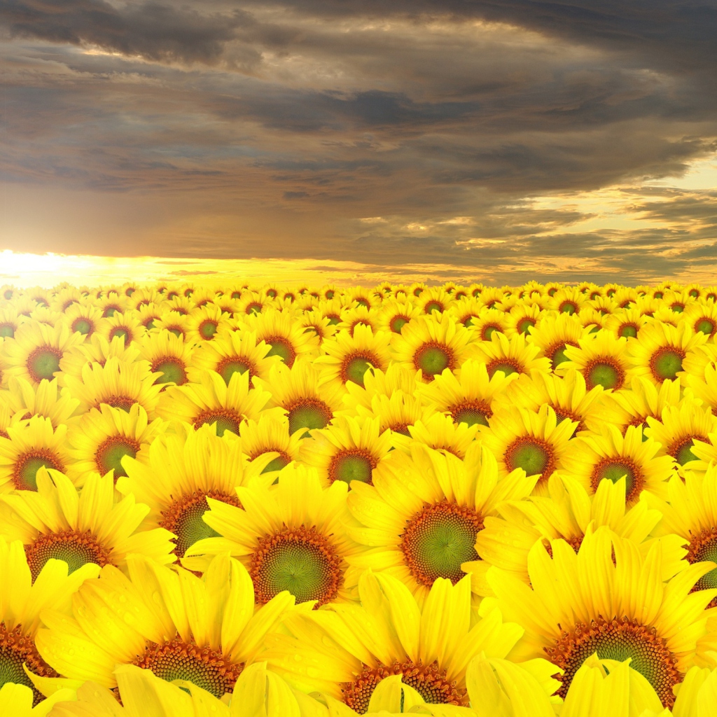 Fondo de pantalla Sunflower Field 1024x1024