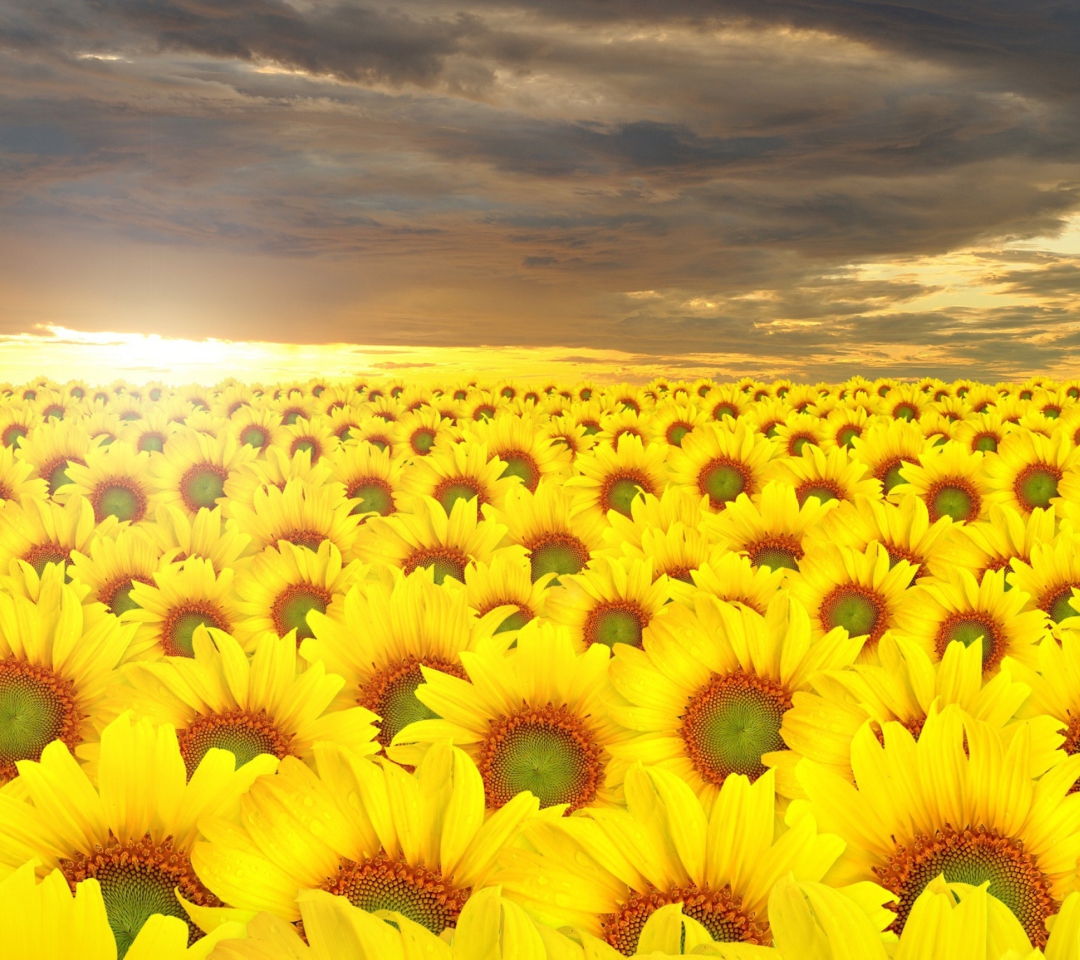 Das Sunflower Field Wallpaper 1080x960
