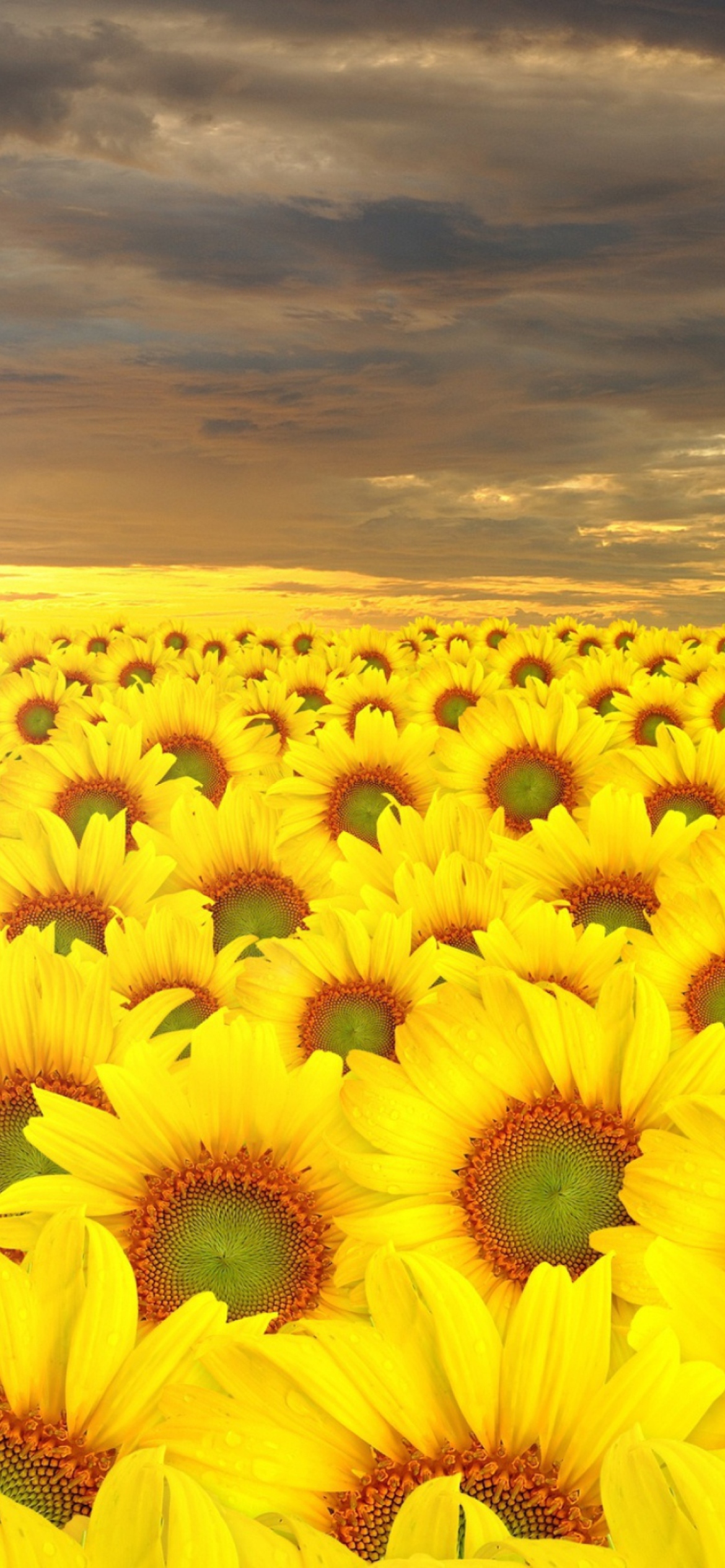 Das Sunflower Field Wallpaper 1170x2532