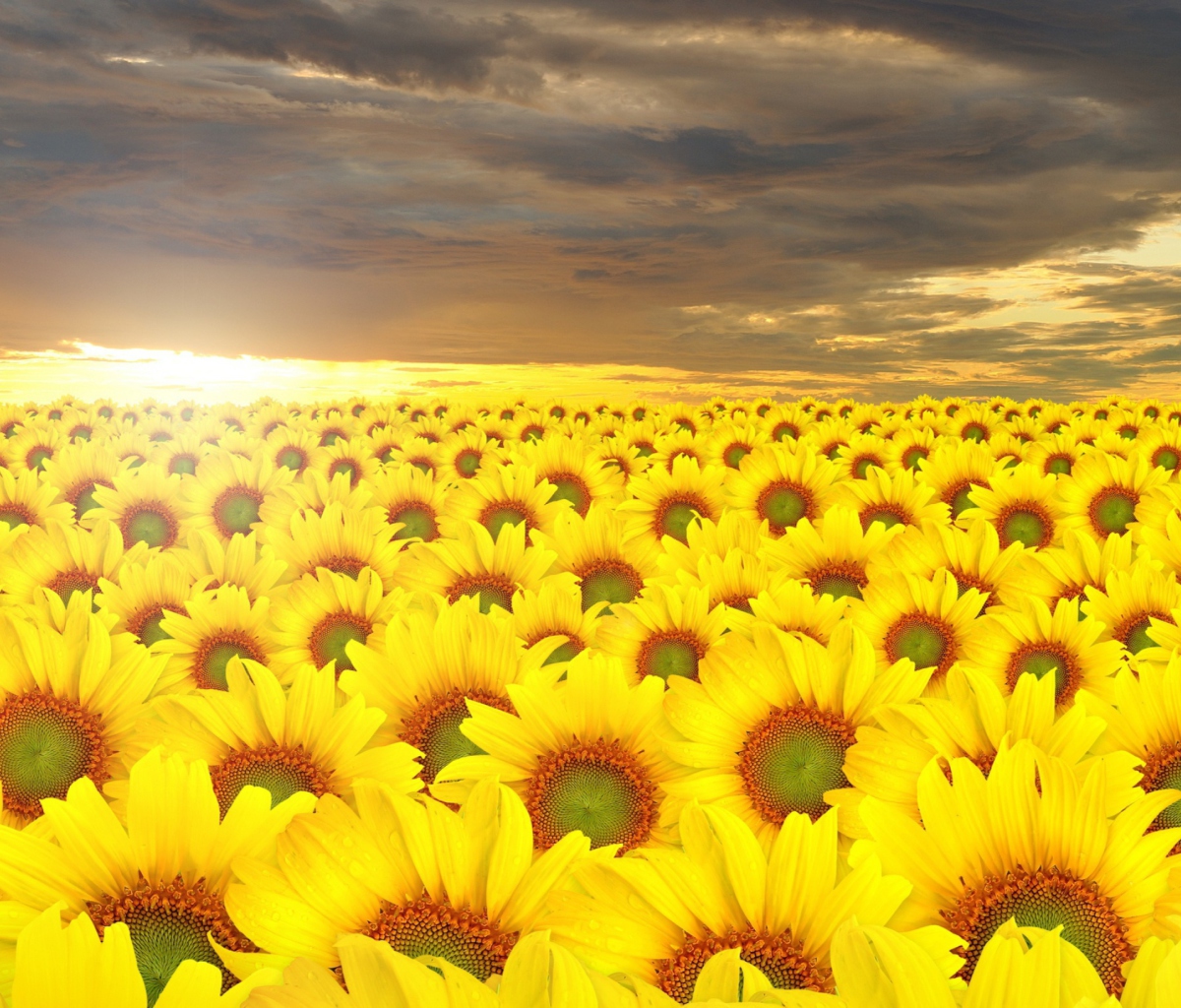 Обои Sunflower Field 1200x1024