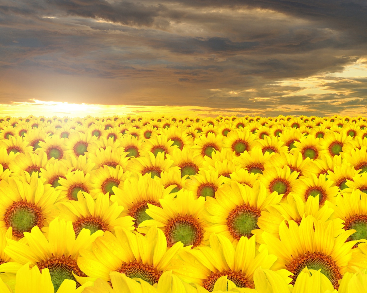 Sunflower Field wallpaper 1280x1024
