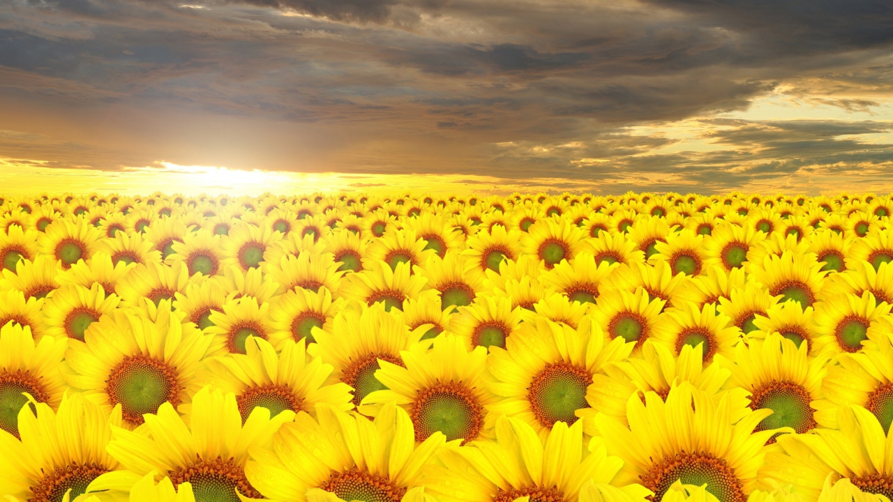 Das Sunflower Field Wallpaper 1280x720
