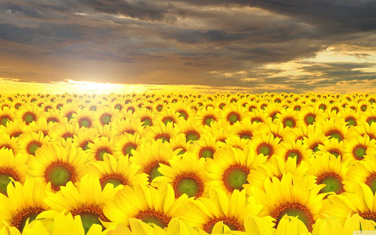 Fondo de pantalla Sunflower Field 1280x800