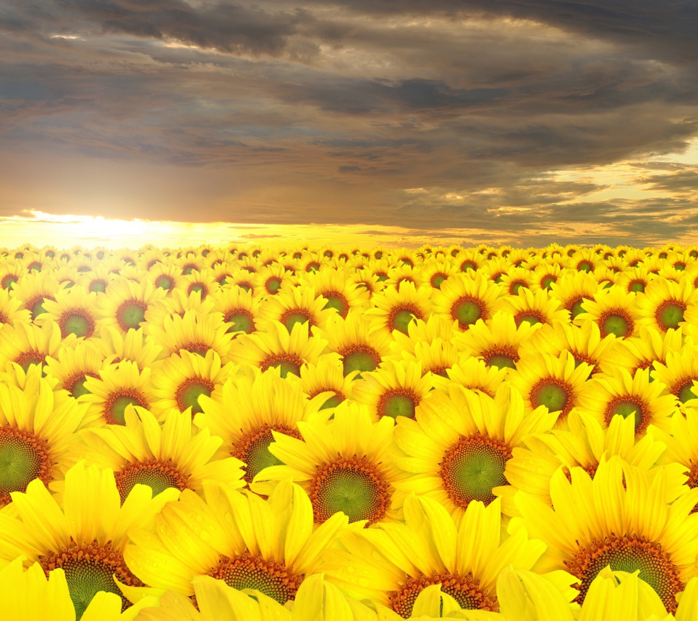 Fondo de pantalla Sunflower Field 1440x1280