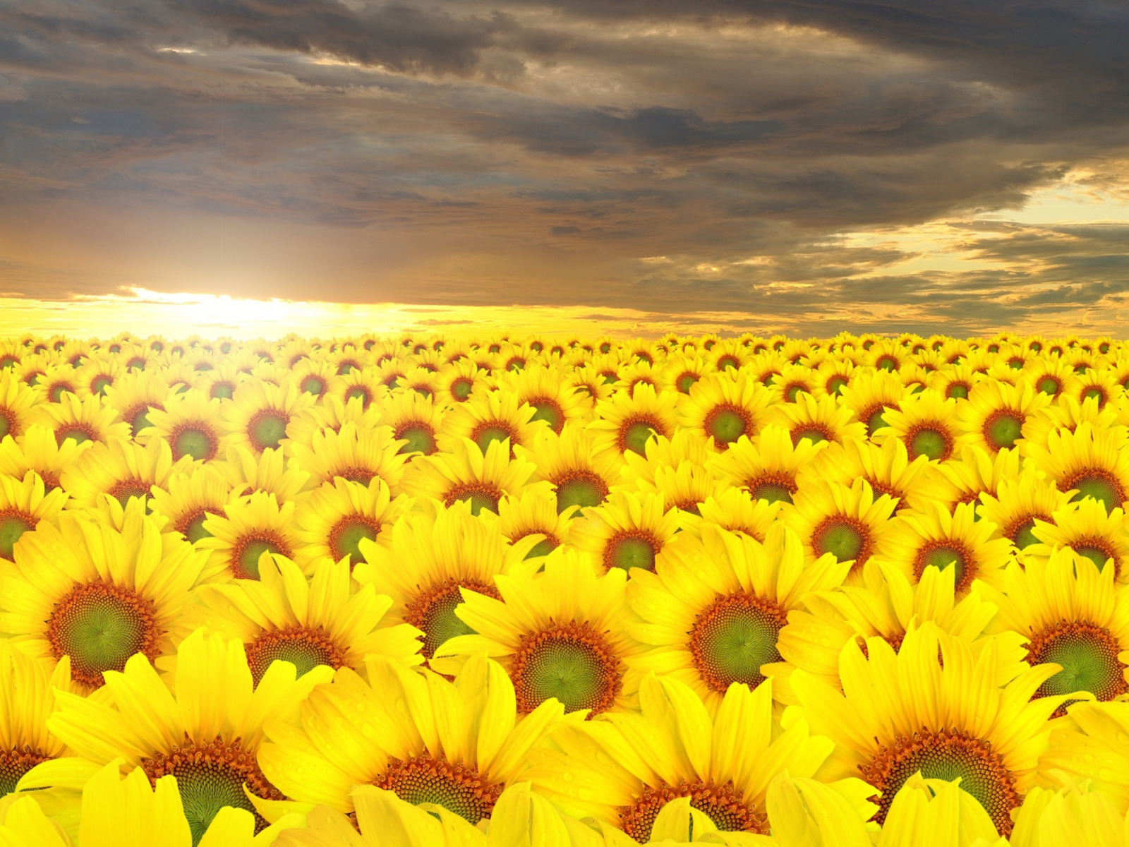Das Sunflower Field Wallpaper 1600x1200