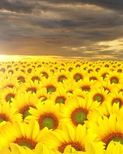 Fondo de pantalla Sunflower Field 176x220