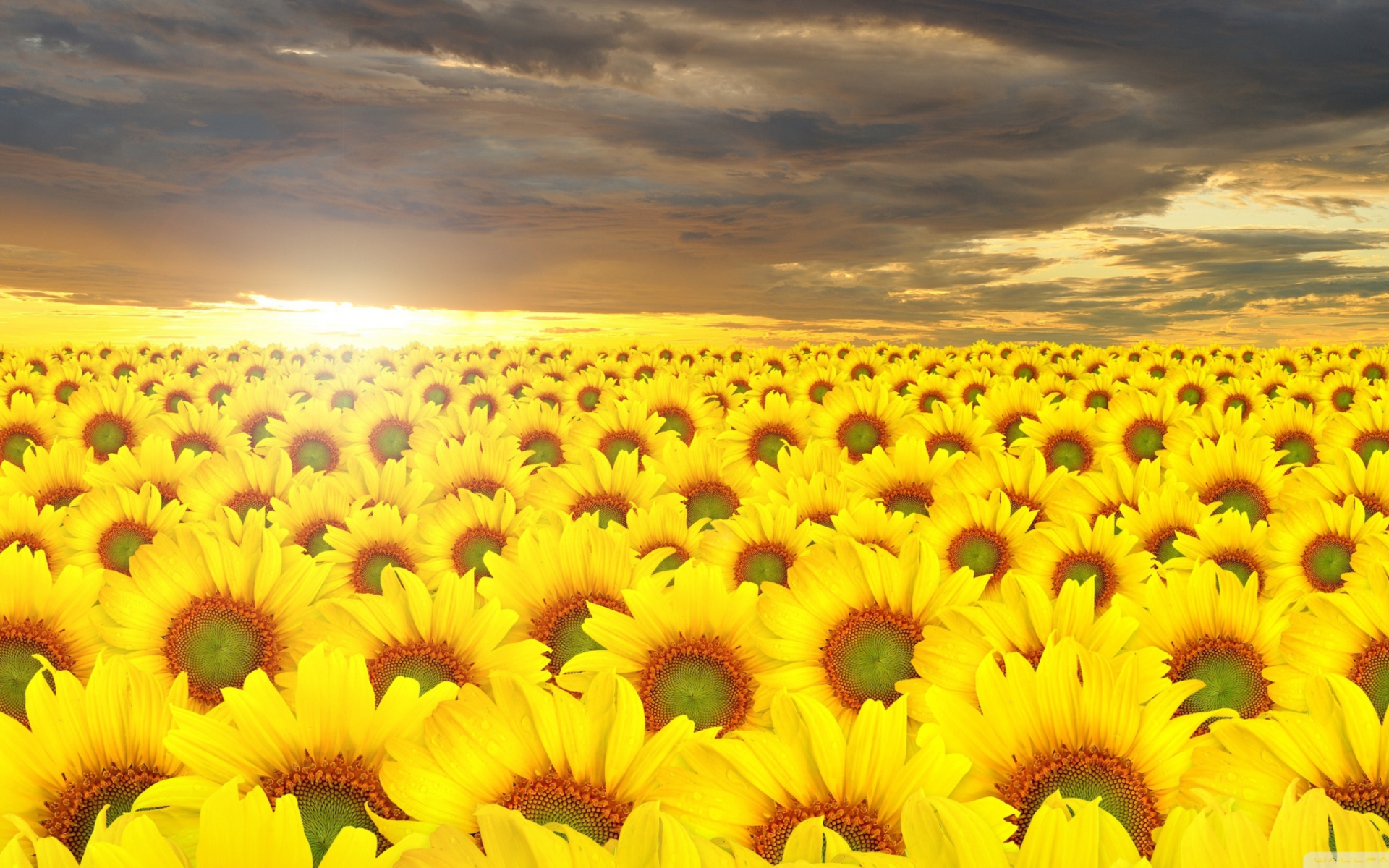 Sunflower Field screenshot #1 1920x1200