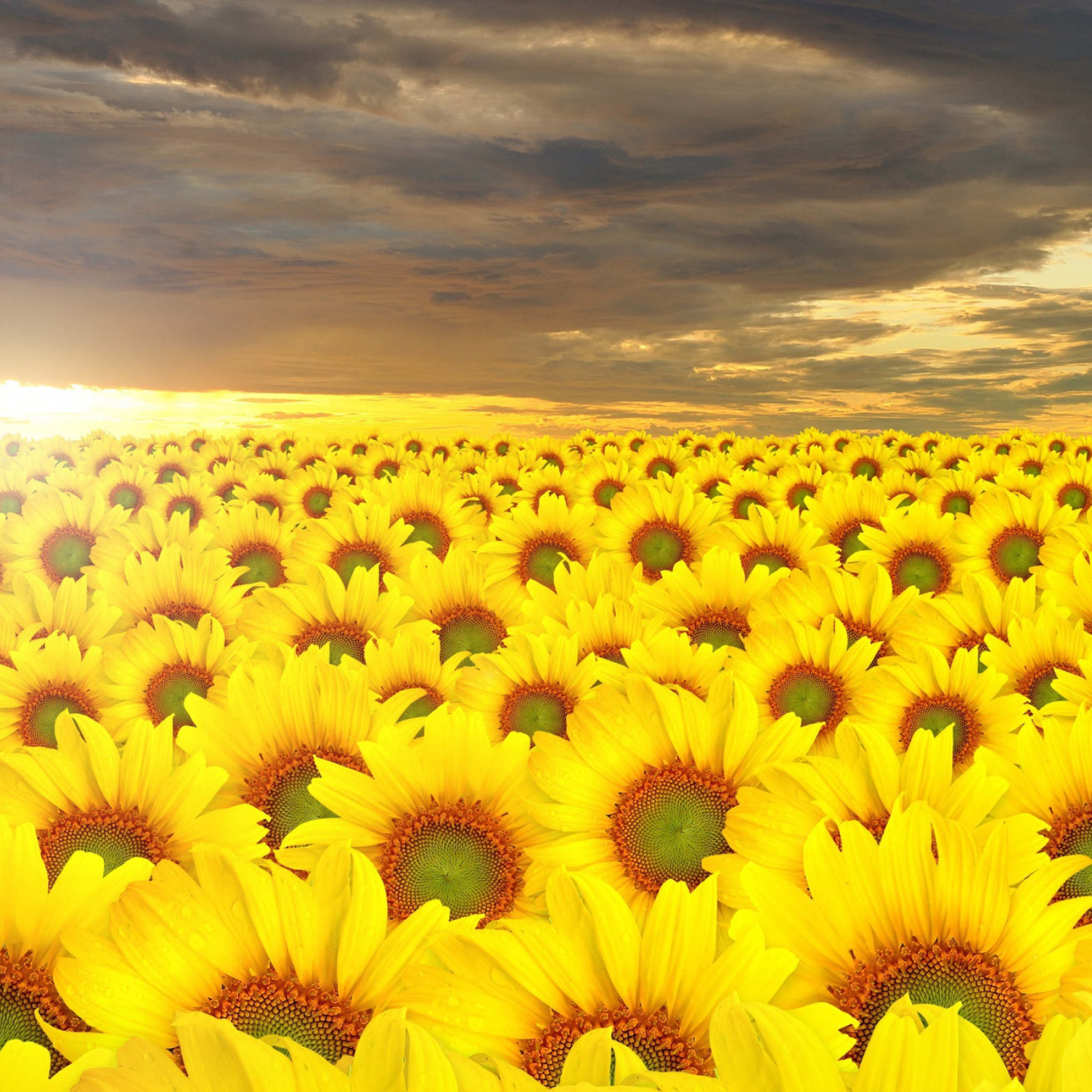 Screenshot №1 pro téma Sunflower Field 2048x2048