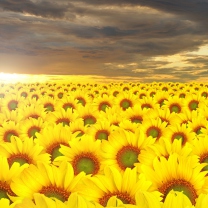 Das Sunflower Field Wallpaper 208x208
