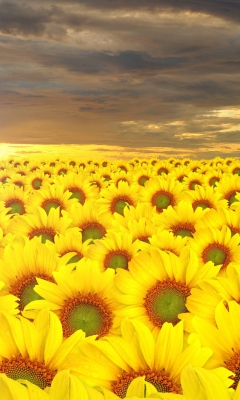Das Sunflower Field Wallpaper 240x400