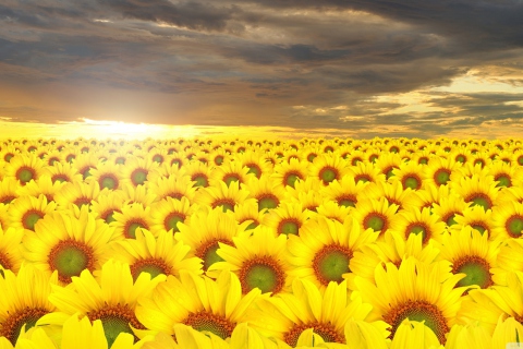 Fondo de pantalla Sunflower Field 480x320