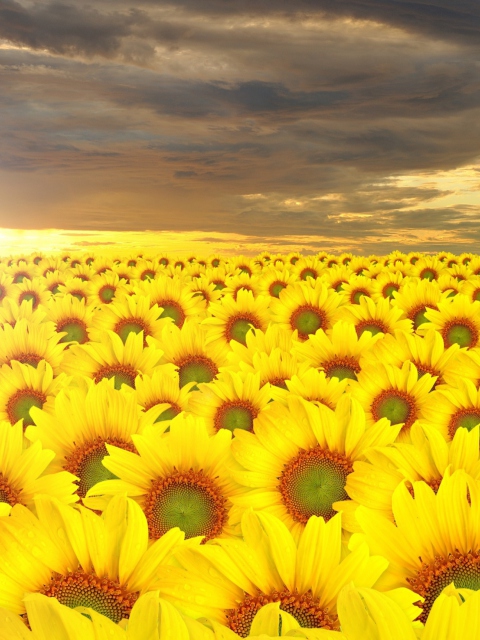 Fondo de pantalla Sunflower Field 480x640