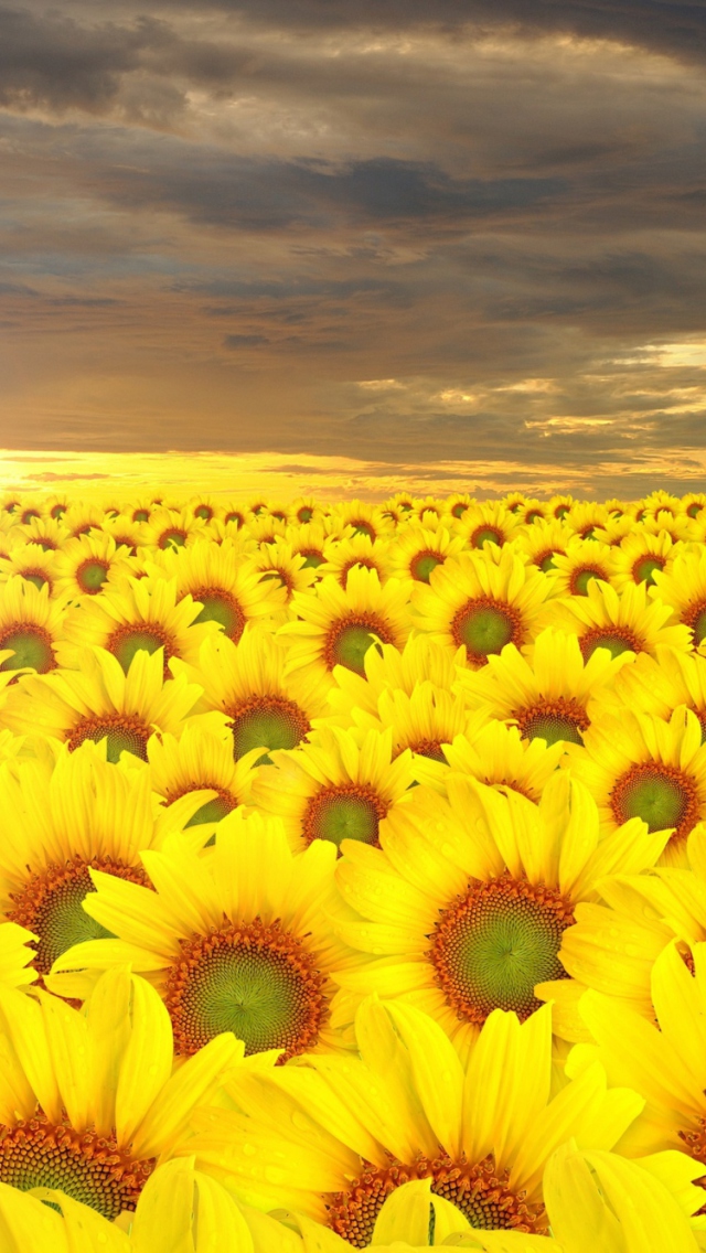 Fondo de pantalla Sunflower Field 640x1136