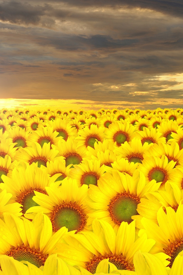 Das Sunflower Field Wallpaper 640x960