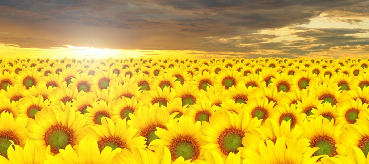 Fondo de pantalla Sunflower Field 720x320