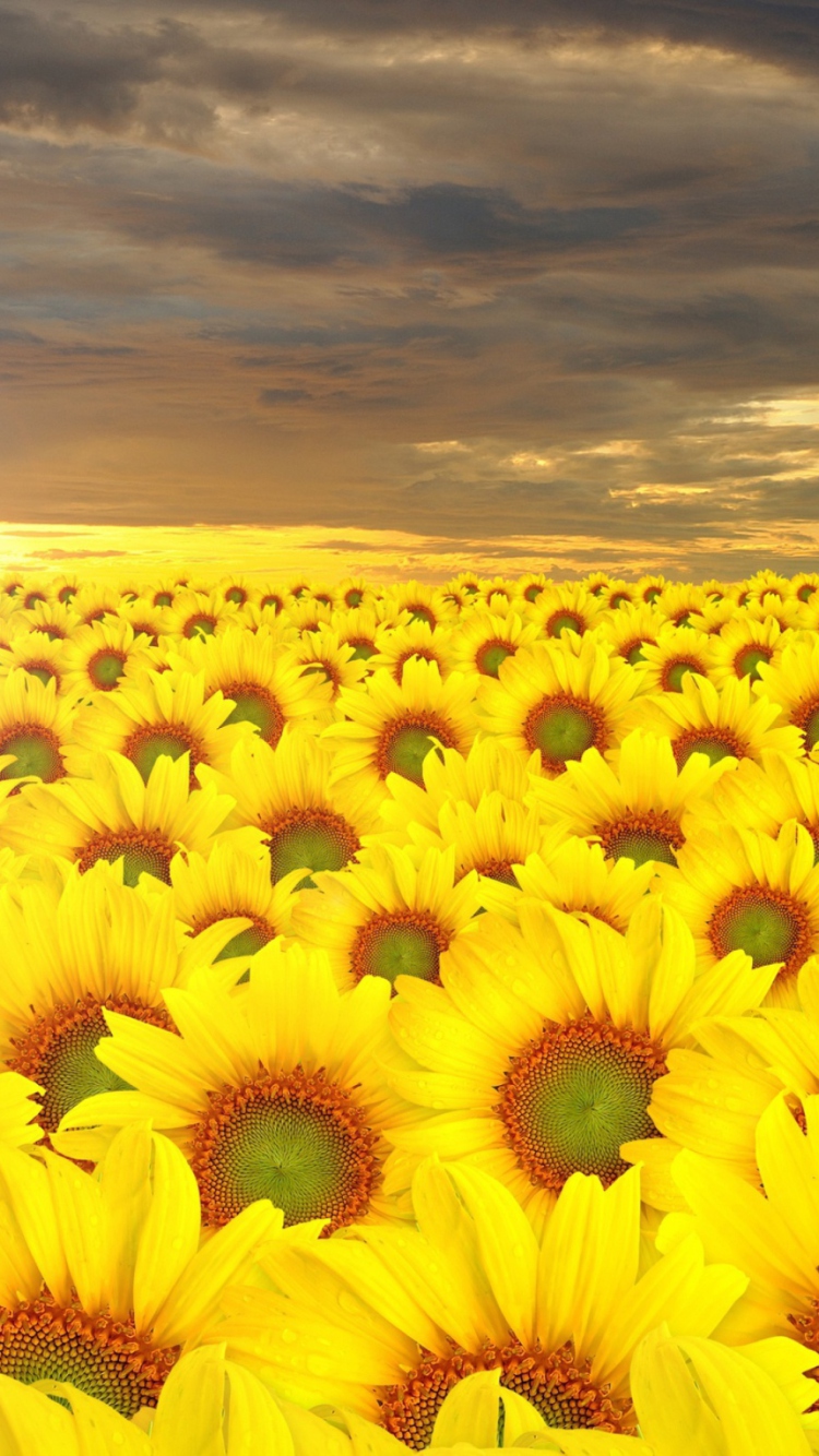 Screenshot №1 pro téma Sunflower Field 750x1334