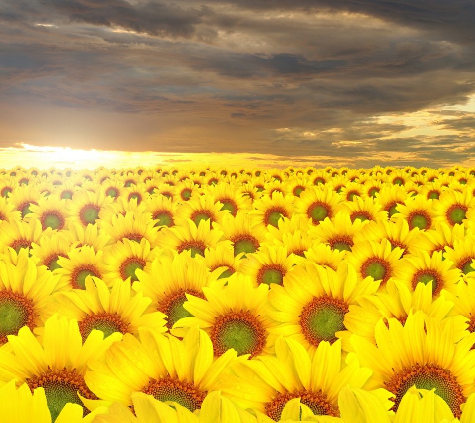 Das Sunflower Field Wallpaper 960x854