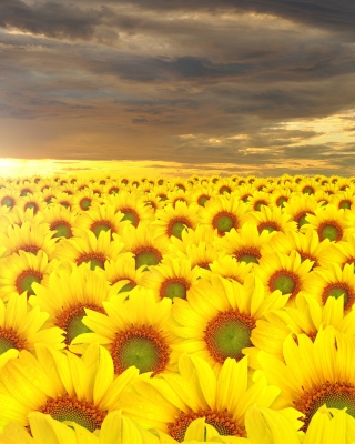 Kostenloses Sunflower Field Wallpaper für Nokia X1-01