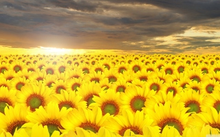 Kostenloses Sunflower Field Wallpaper für Android, iPhone und iPad