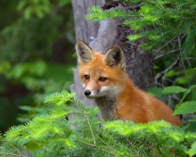 Little Fox Kid wallpaper 220x176