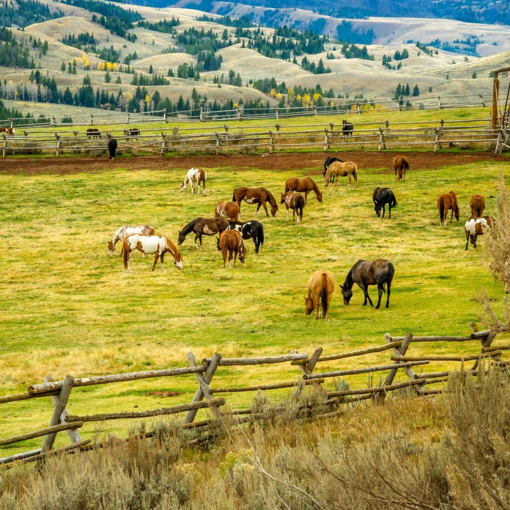 Fields with horses wallpaper 1024x1024