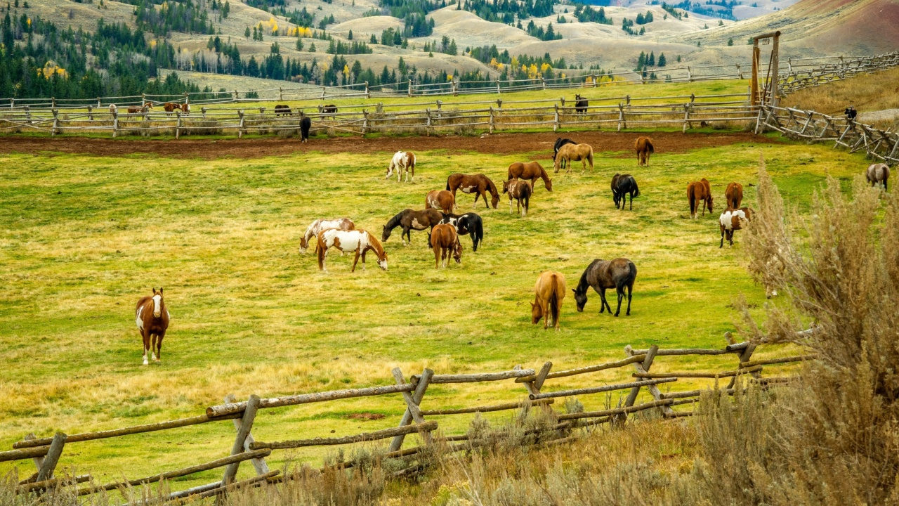 Fields with horses wallpaper 1280x720