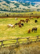 Fields with horses wallpaper 132x176