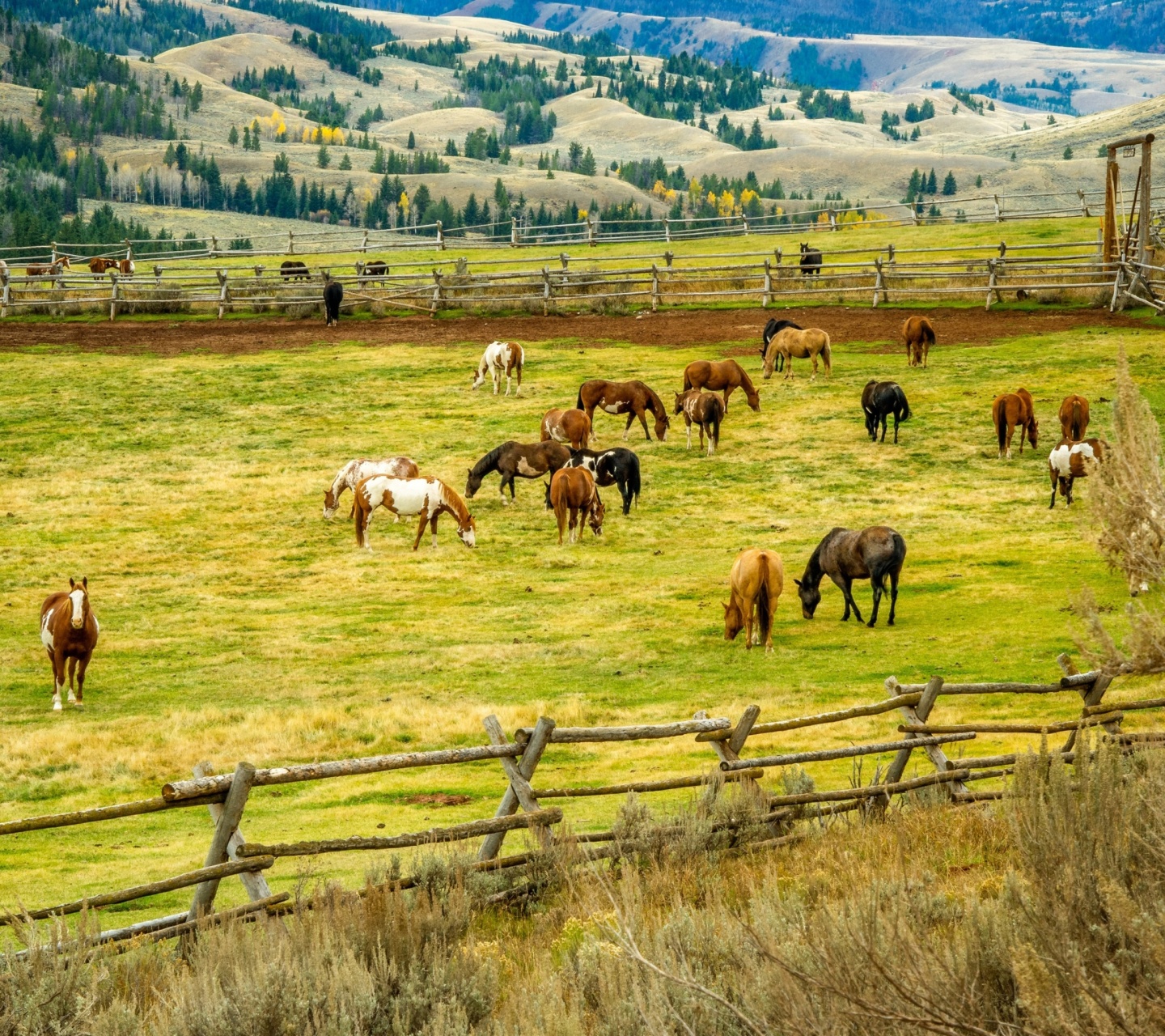 Fondo de pantalla Fields with horses 1440x1280