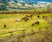 Fields with horses wallpaper 176x144