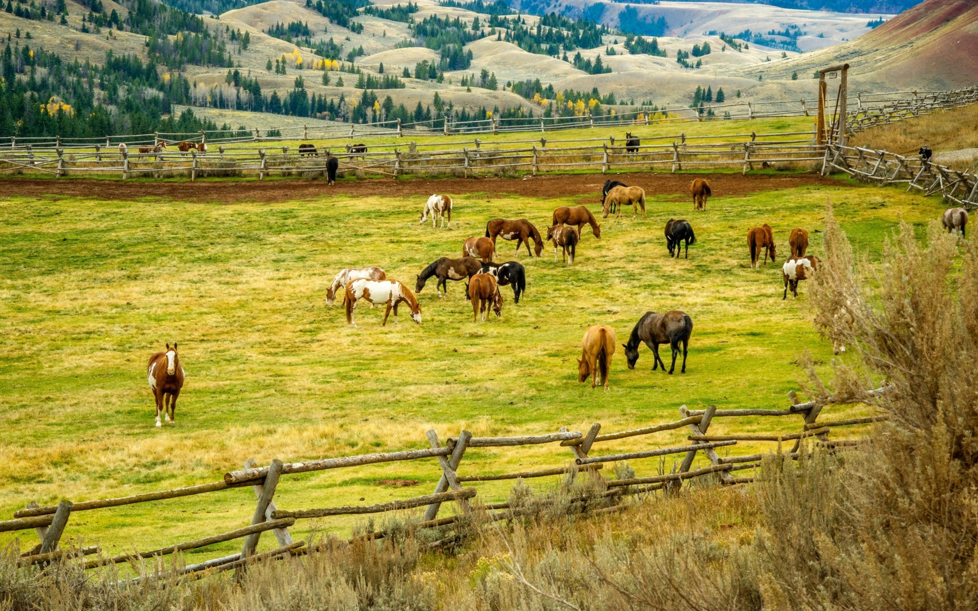 Обои Fields with horses 1920x1200