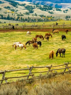 Обои Fields with horses 240x320