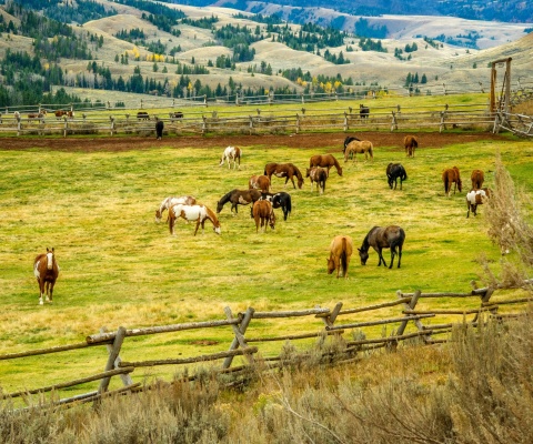 Fields with horses wallpaper 480x400