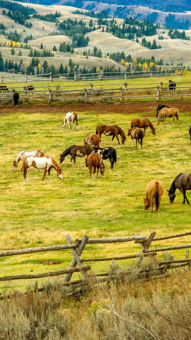 Fields with horses wallpaper 640x1136