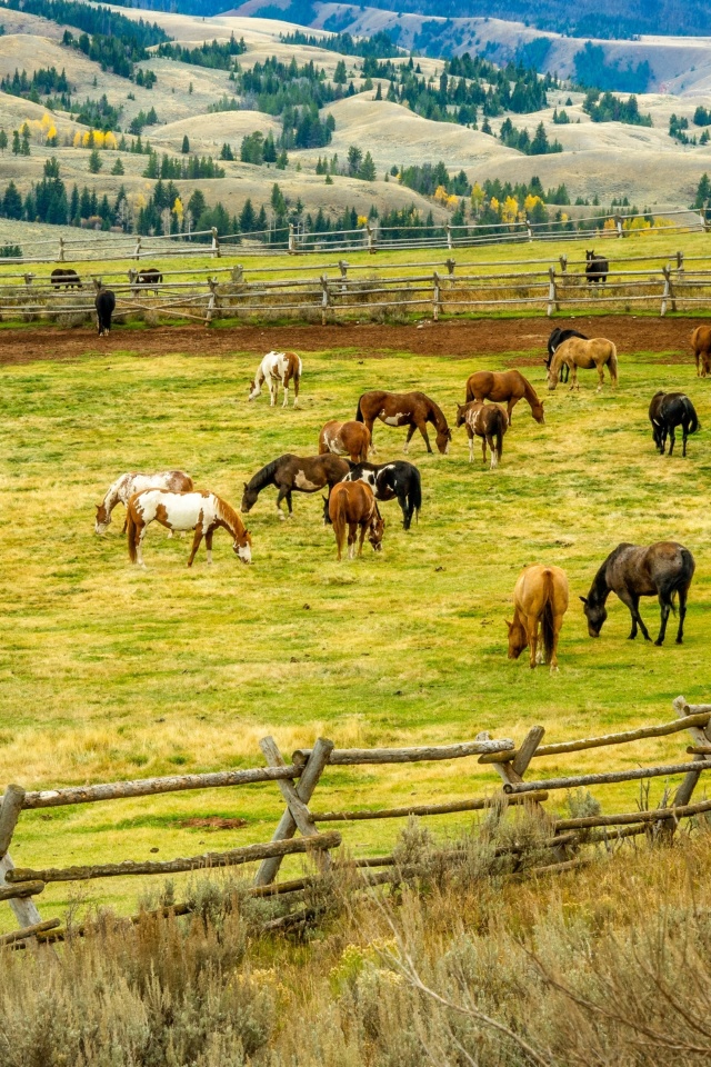 Fields with horses wallpaper 640x960