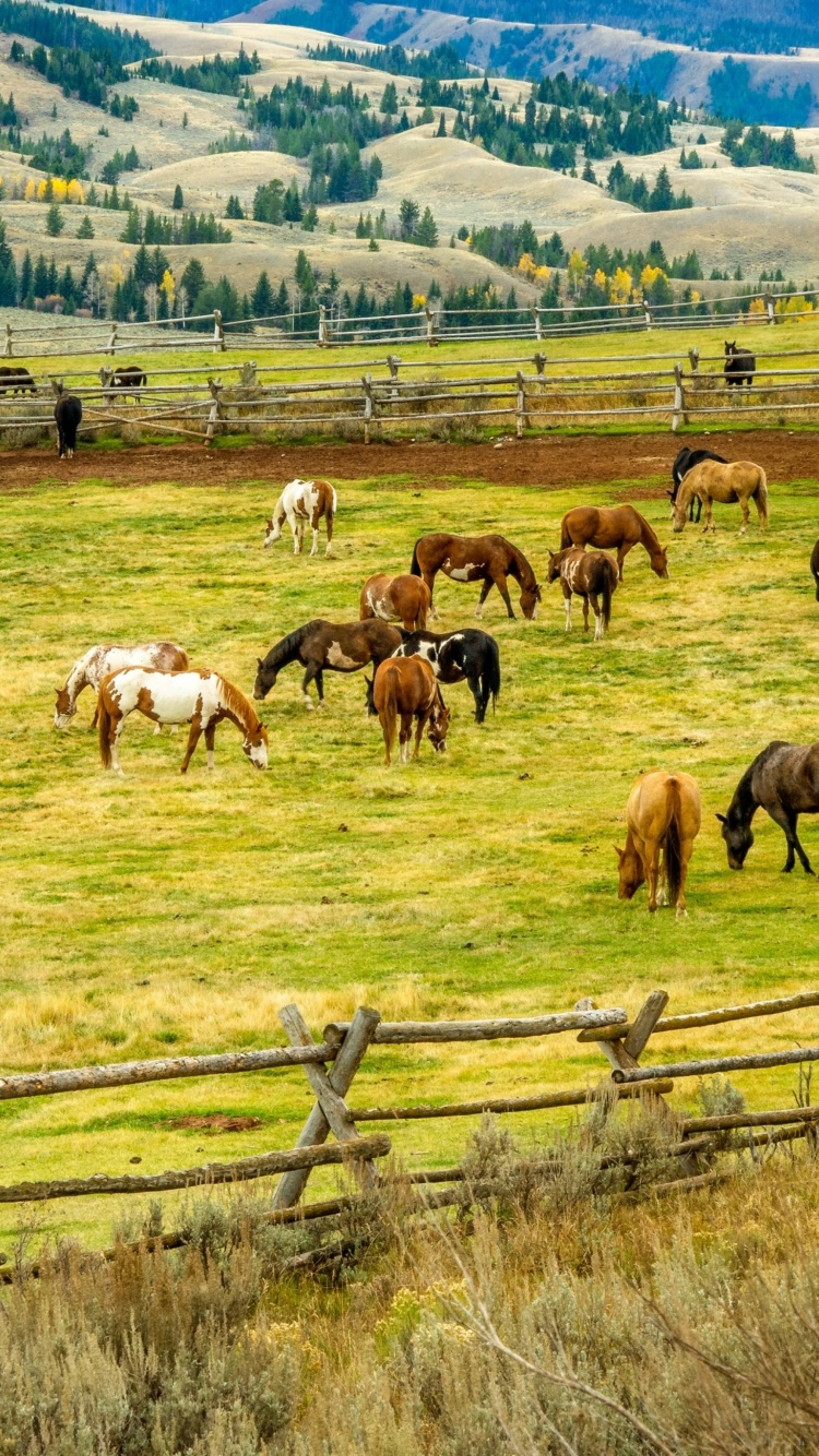 Обои Fields with horses 750x1334