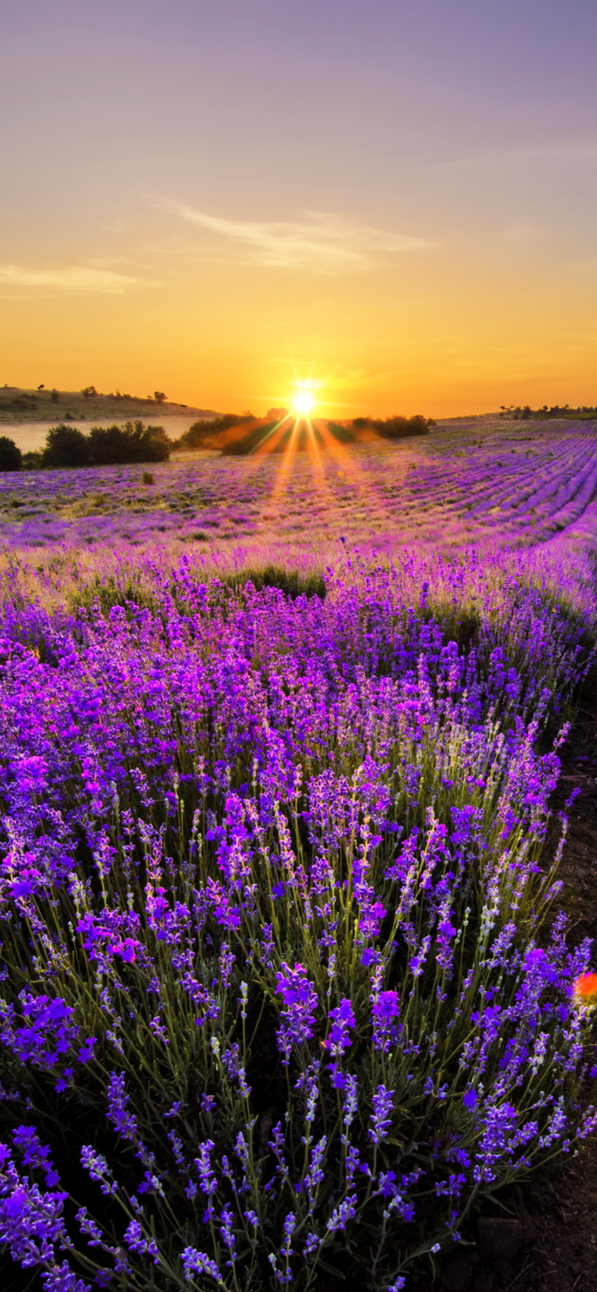 Обои Provence Sunrise 1170x2532
