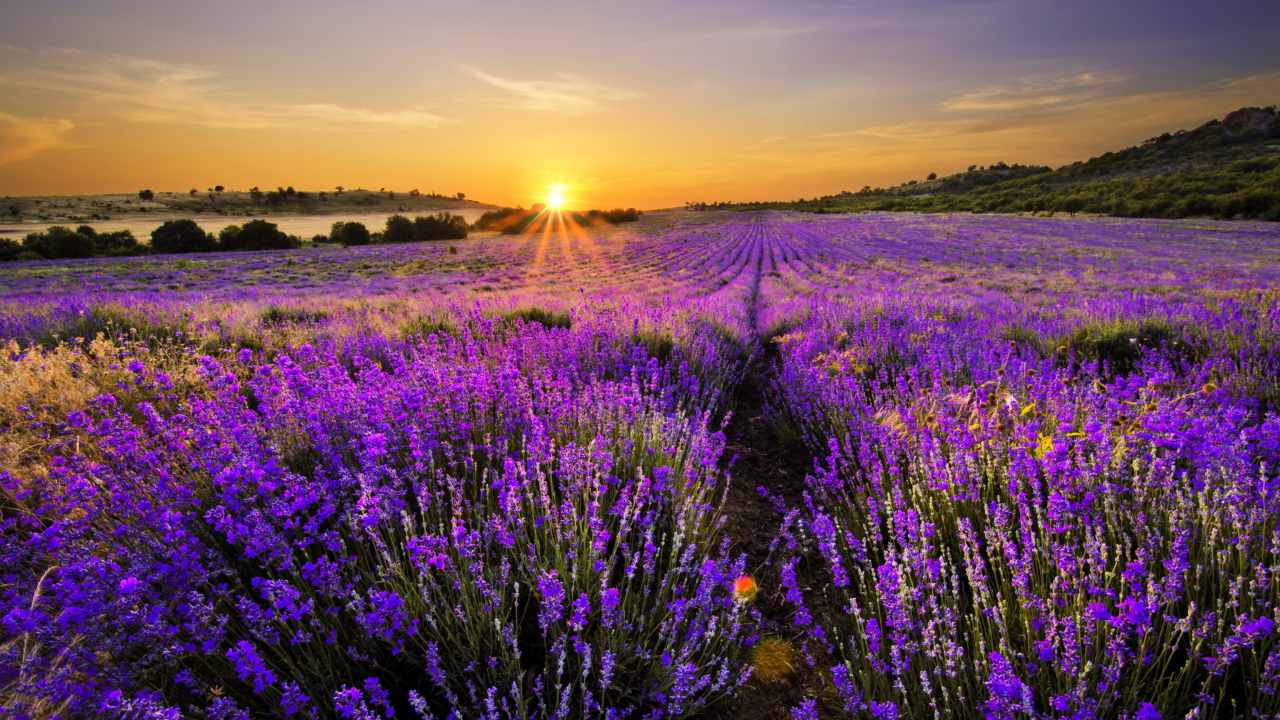 Provence Sunrise screenshot #1 1280x720