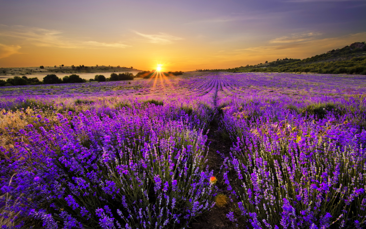 Provence Sunrise wallpaper 1280x800