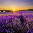 Provence Sunrise wallpaper 128x128