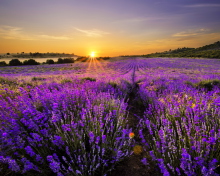 Provence Sunrise wallpaper 220x176