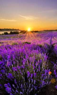 Provence Sunrise screenshot #1 240x400