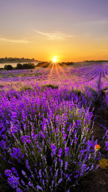 Sfondi Provence Sunrise 360x640
