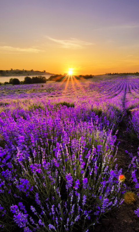 Fondo de pantalla Provence Sunrise 480x800