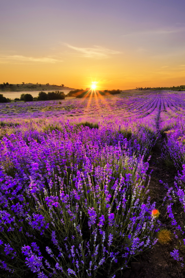 Screenshot №1 pro téma Provence Sunrise 640x960