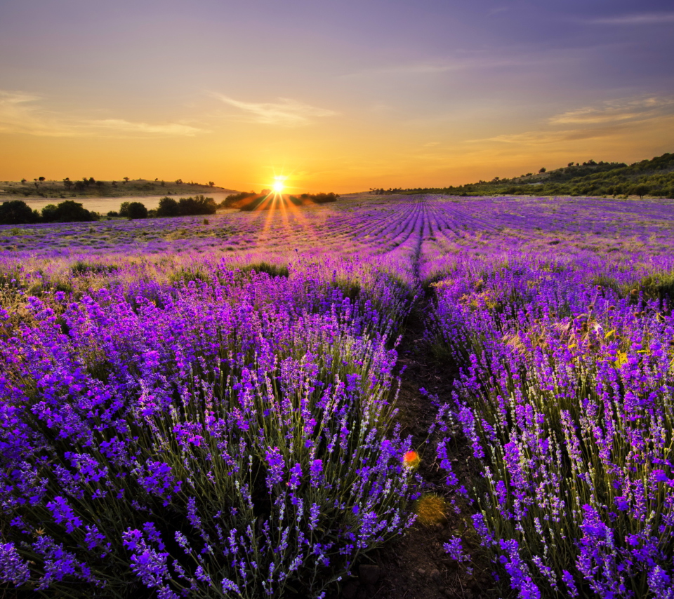 Fondo de pantalla Provence Sunrise 960x854