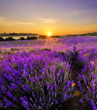 Provence Sunrise - Obrázkek zdarma pro Nokia C7