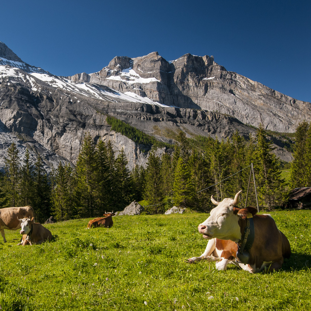 Sfondi Switzerland Mountains And Cows 1024x1024
