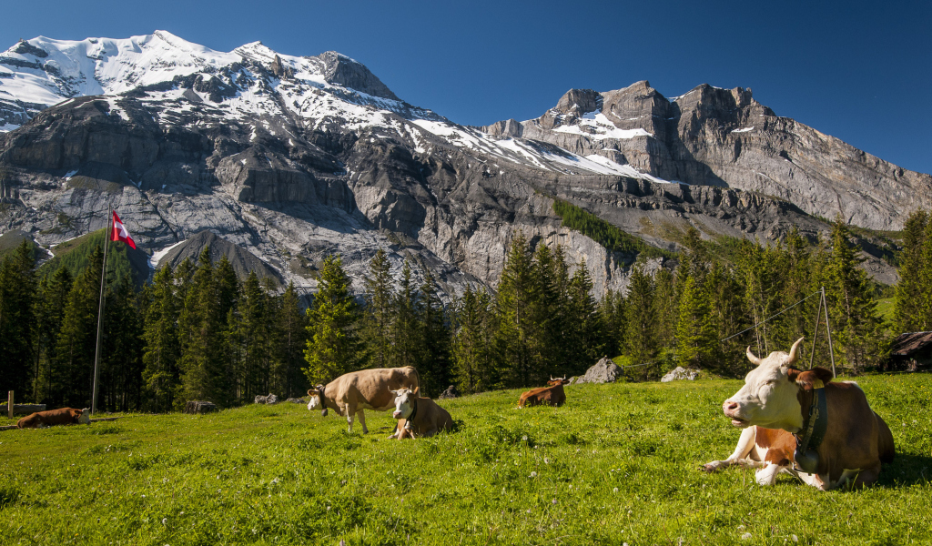 Screenshot №1 pro téma Switzerland Mountains And Cows 1024x600